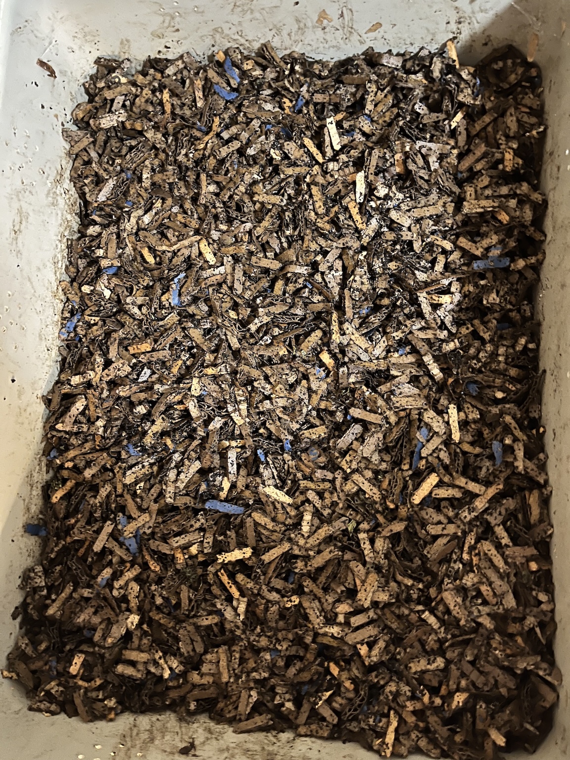 worm-bin